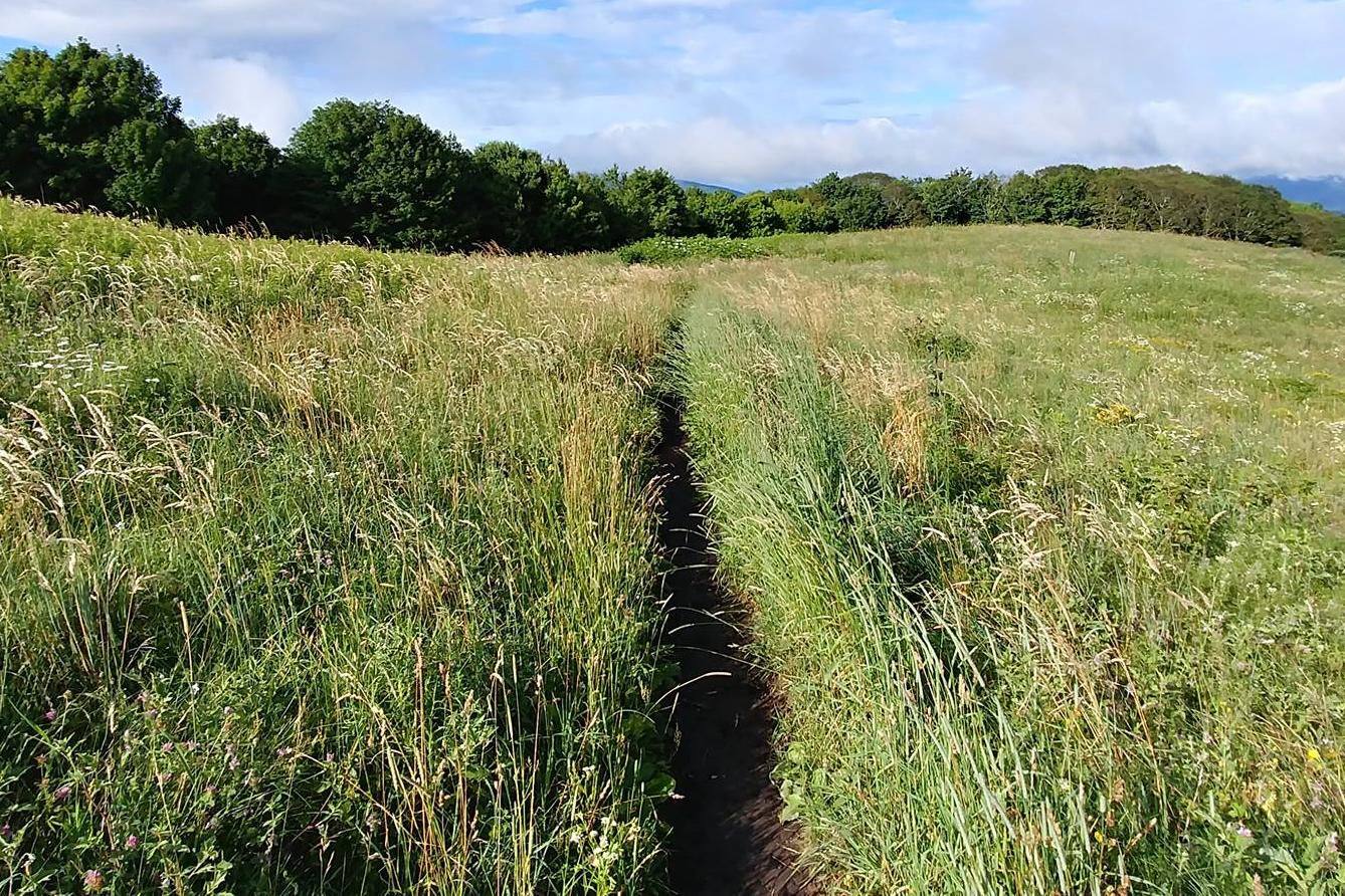 A path through a field on top of a mountain